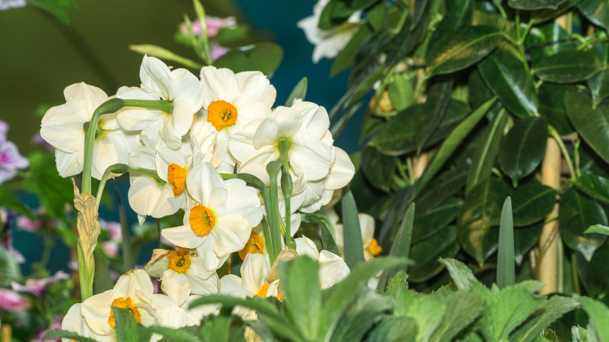 2019.04.06 Blhendes sterreich in Wels